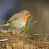 Cervenka obecna - Erithacus rubecula - European Robin 4921
